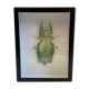 Framed naturalized insect - Phyllium giganteum, Malaysia