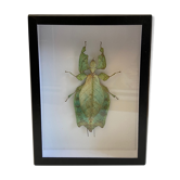 Insecte naturalisé encadré phyllium giganteum Malaisie