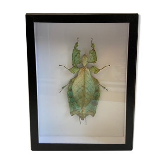 Framed naturalized insect - Phyllium giganteum, Malaysia