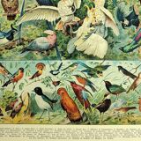 Lithographie ancienne 1928 A. Millot - Oiseaux 1, ornithologie, volatiles
