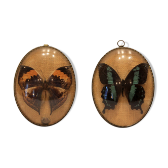 Two butterflies naturalized