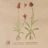 Poster "Plants slaughtered" published by K. K. zoologisch-alternative Gesellschaft Vienna 1923