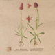Poster "Plants slaughtered" published by K. K. zoologisch-alternative Gesellschaft Vienna 1923