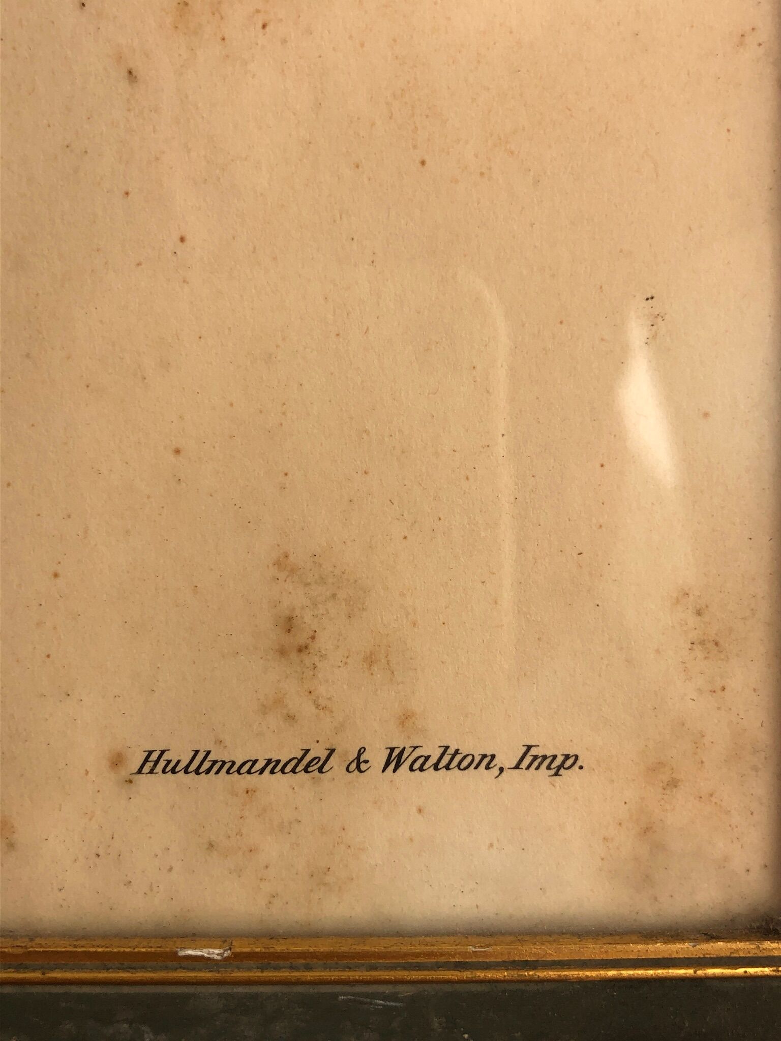 « Platycercus Icterotis » ornithological board  - J&L Gould