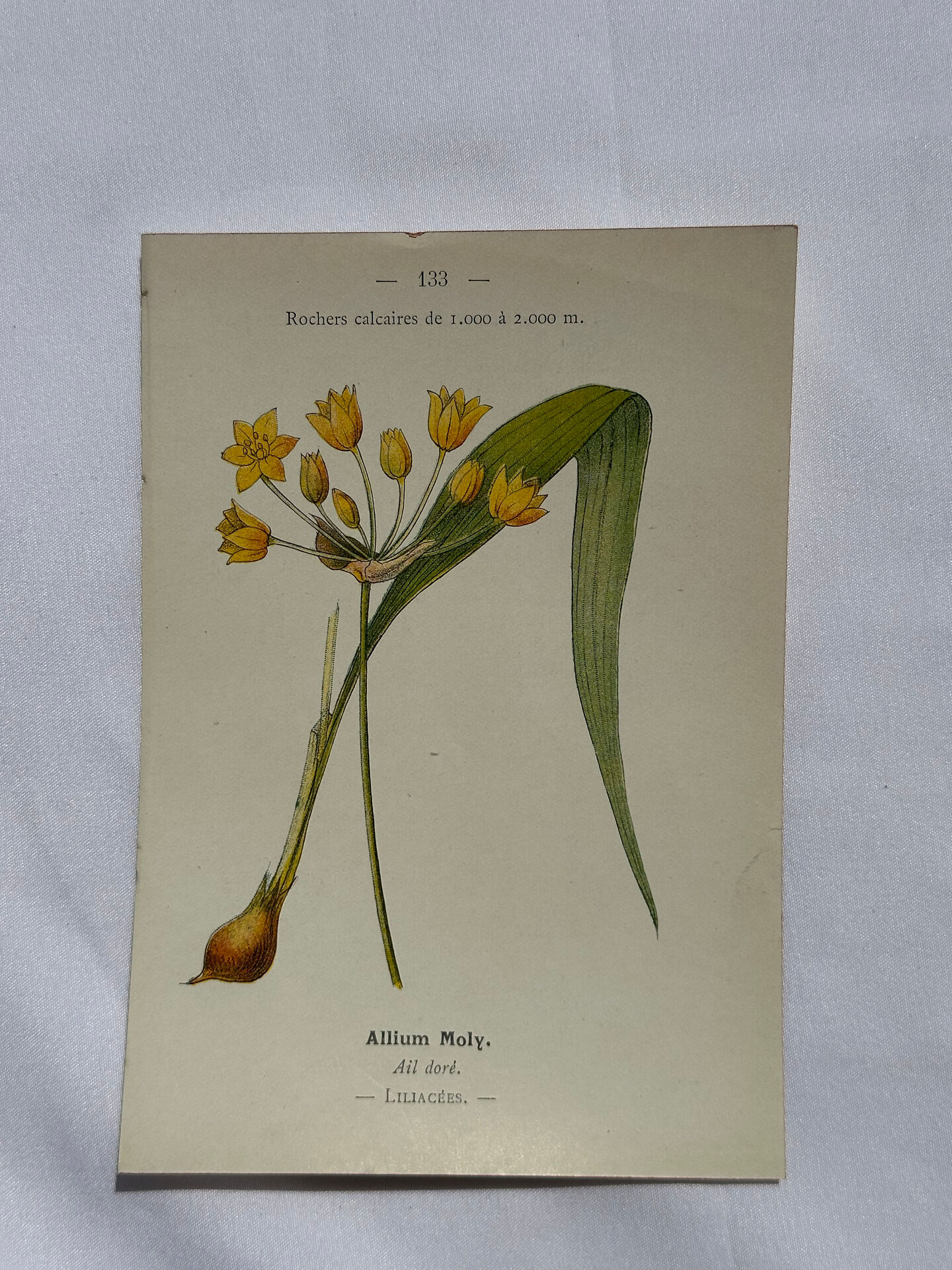 Naturalist engraving French botanical plate 19th century double-sided