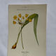 Naturalist engraving French botanical plate 19th century double-sided