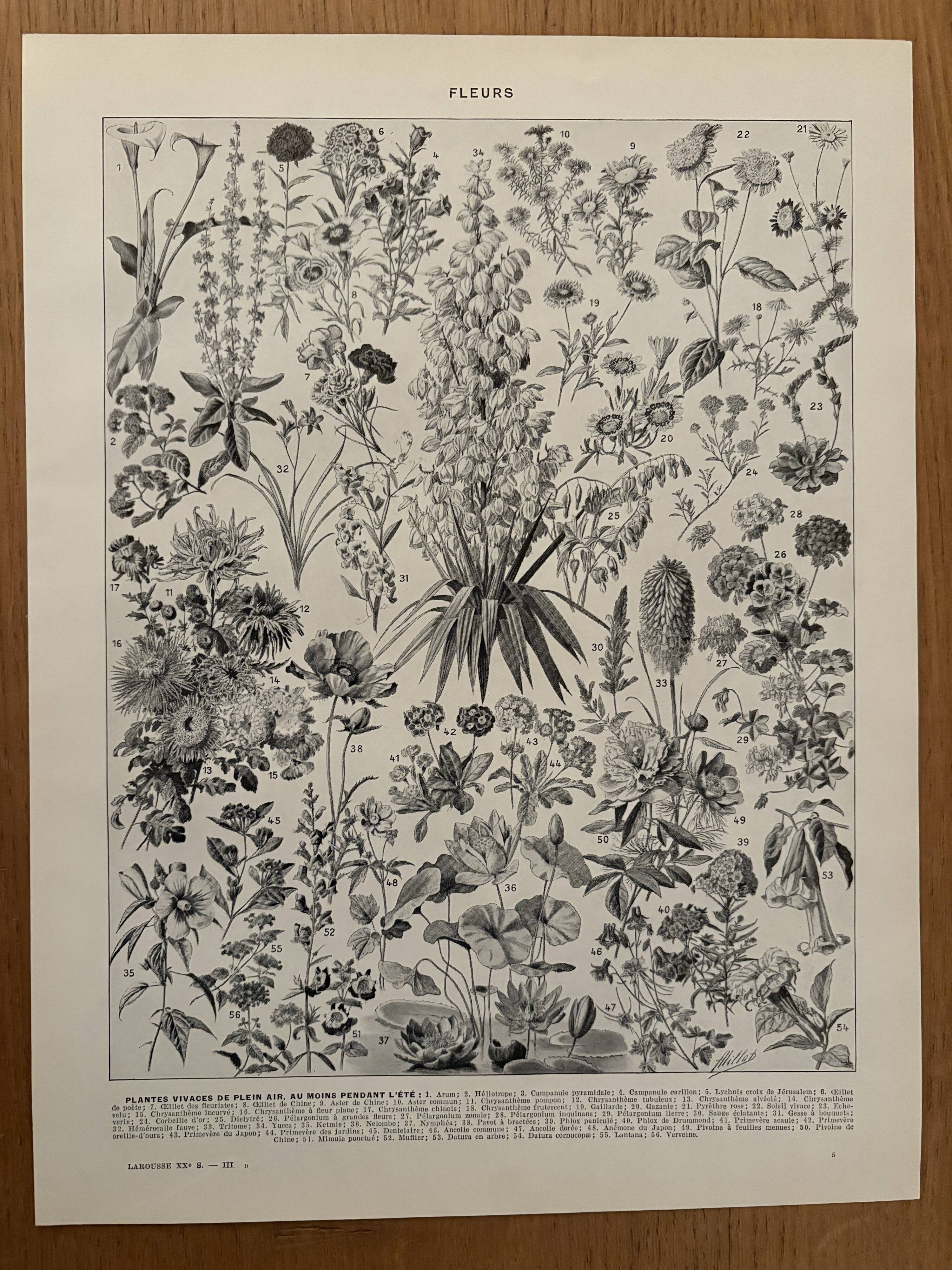 Vintage illustrated plate of flowers (annuals and biennials) – 1930