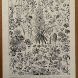 Planche illustrée vintage sur les fleurs (annuelles et bisannuelles) – 1930