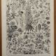 Vintage illustrated plate of flowers (annuals and biennials) – 1930