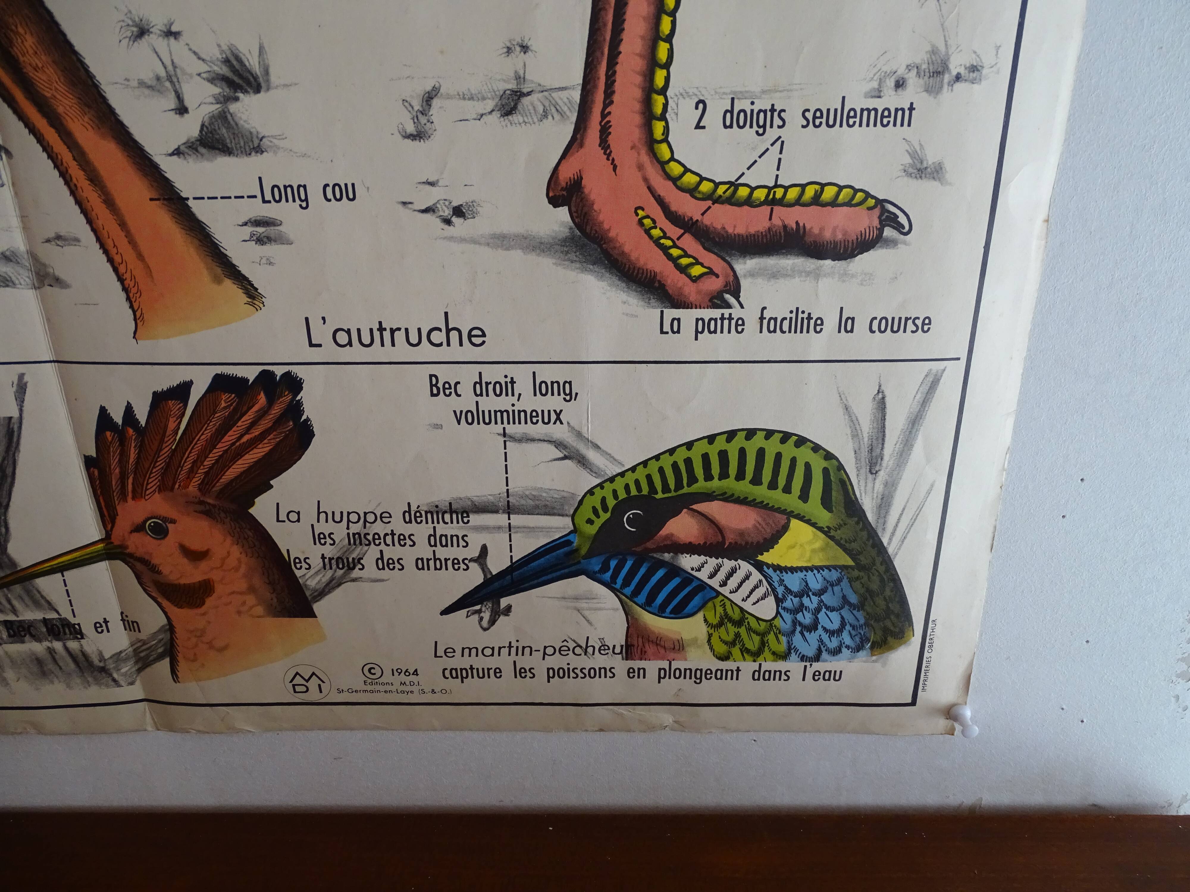 School poster on both sides anatomy batracians and birds . MDI.1964