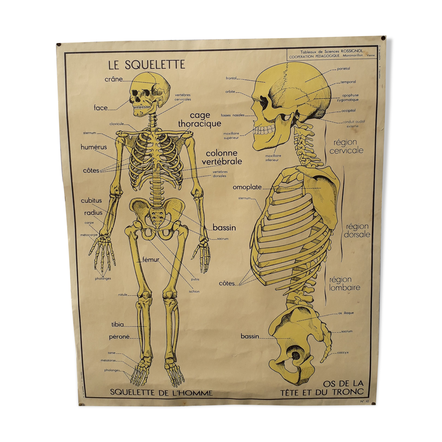 Rossignol school poster the skeleton / excretion