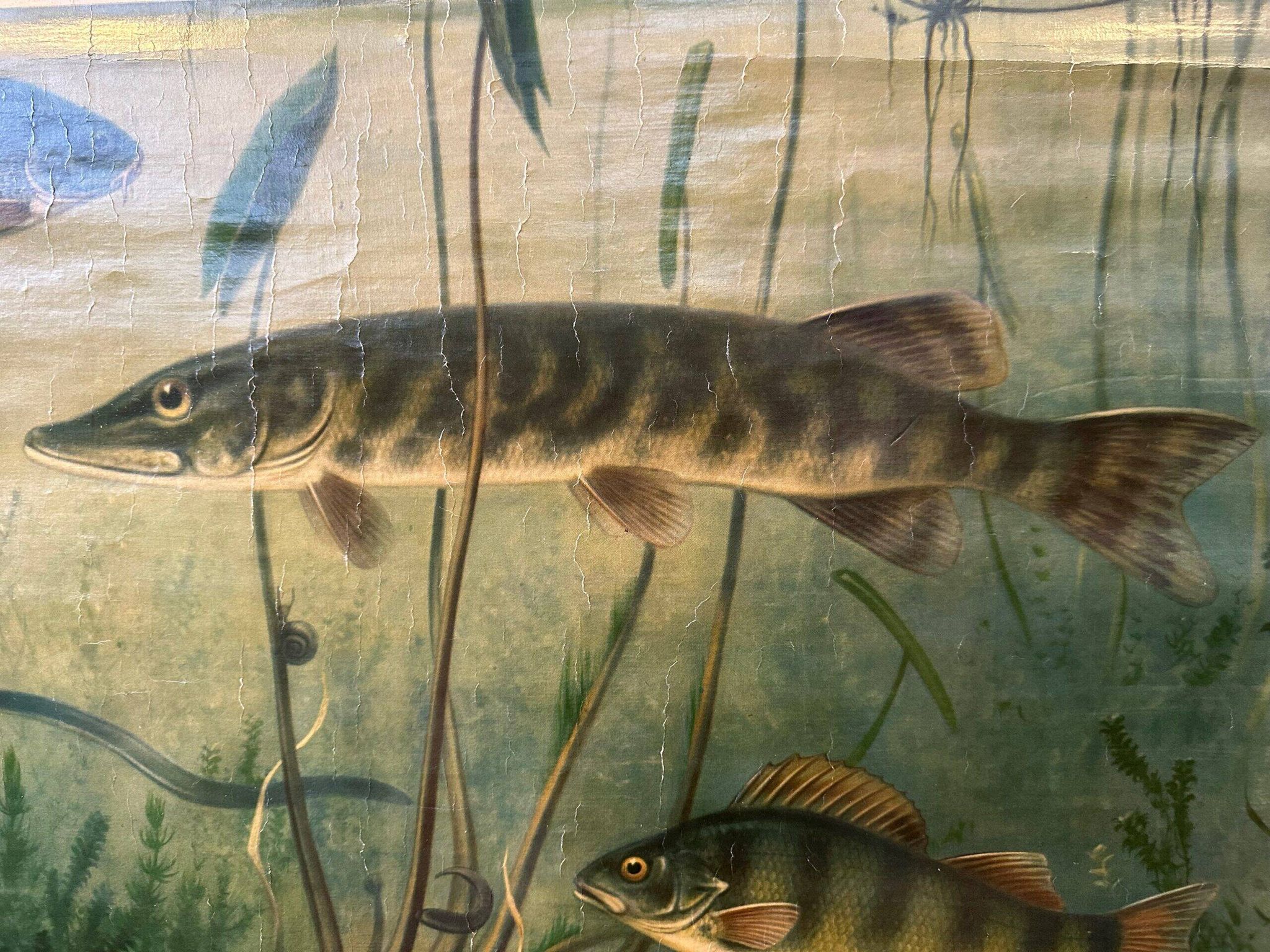 Affiche scolaire en lin vintage – Poissons d'eau douce