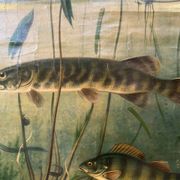 Affiche scolaire en lin vintage – Poissons d'eau douce