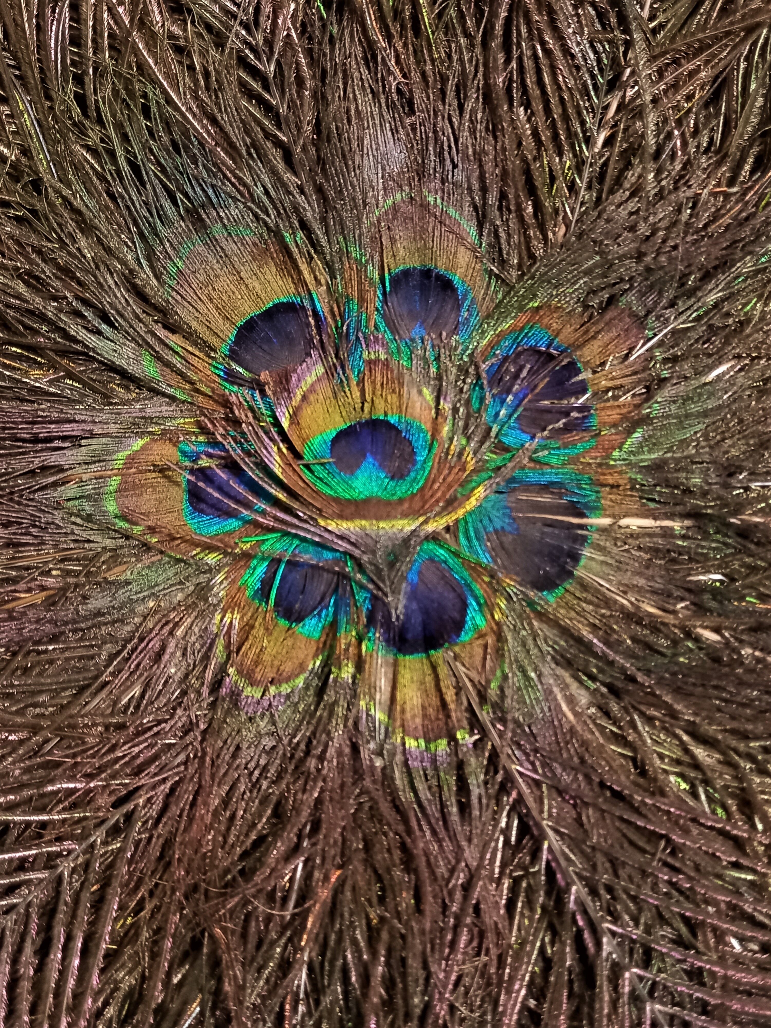 Double-sided peacock feathered eventail