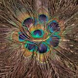 Double-sided peacock feathered eventail