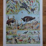 Original lithographs of birds and nests