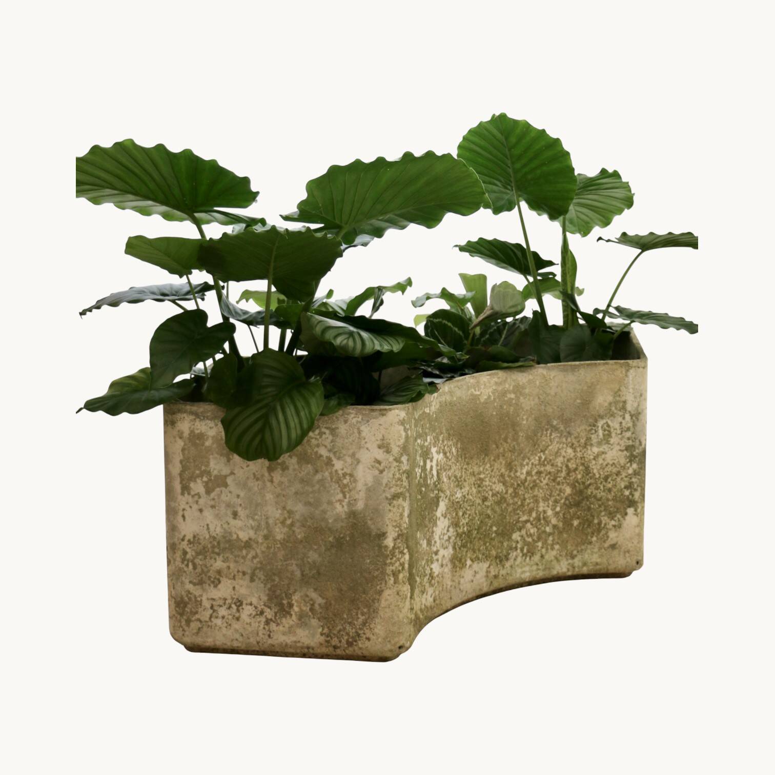 Une jardinière Willy Guhl, Suisse années 50.