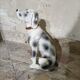 Ceramic dog