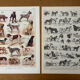Réservé Julia - 2 planches illustrées sur les chiens