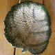 Empty Pocket / Basket / Ceramic Dish Barbotine Cabbage Leaf signed GV