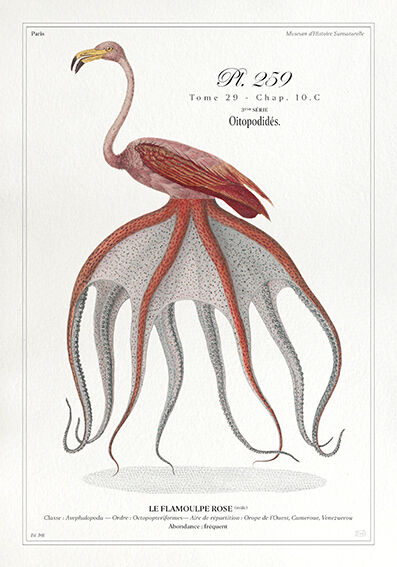 Chimera lithograph animal engraving - the pink flamoulpe