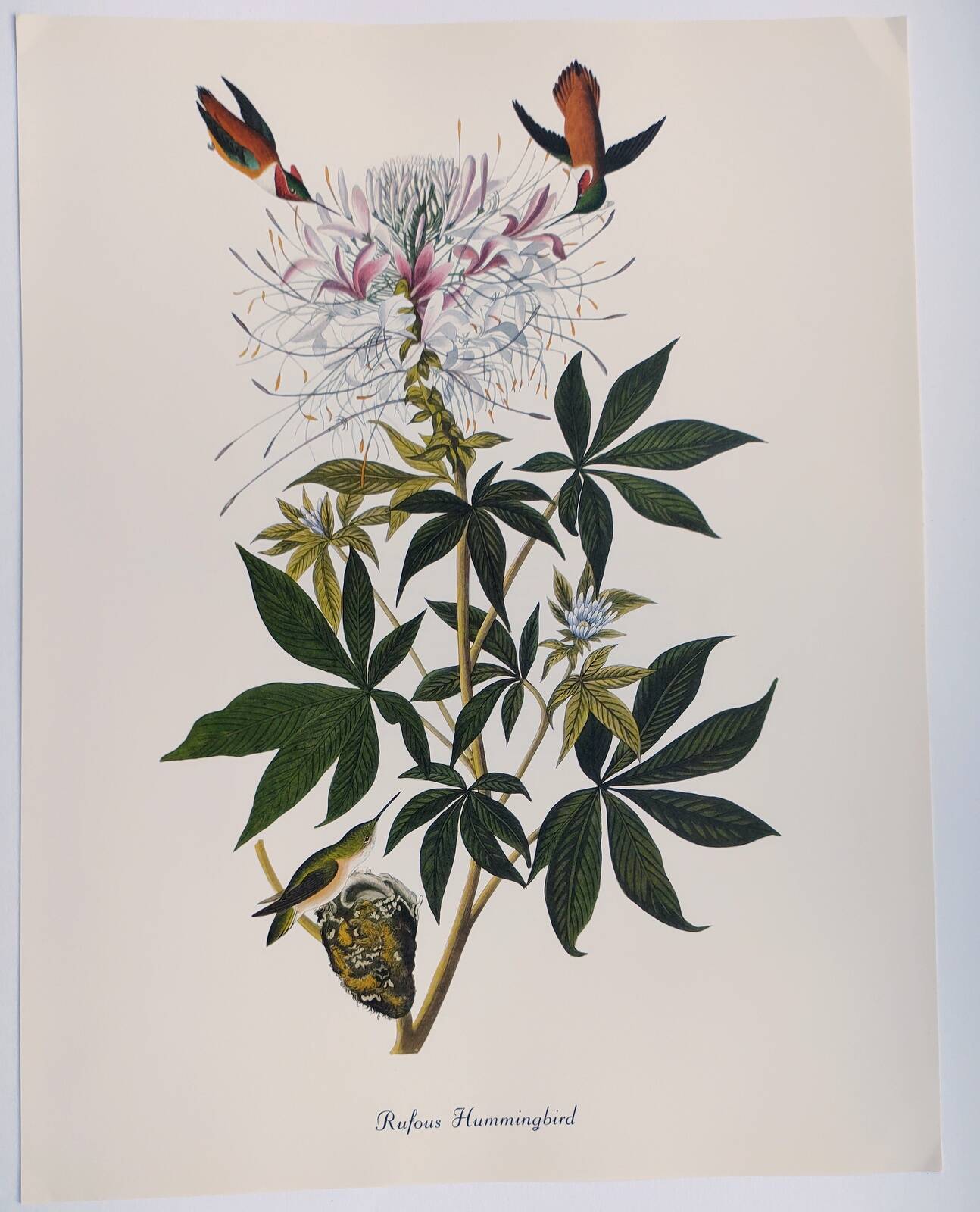 Bird board by JJ Audubon - Rufous Hummingbird - from 1978. Zoological and ornithological illustration