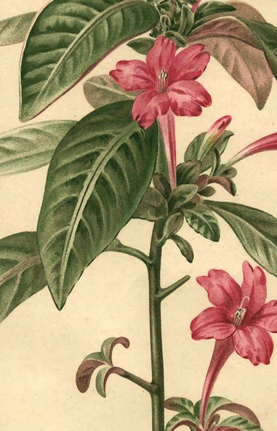 Antique botanical engraving from 1896. Descamps-Sabouret. Ruellia. Flower