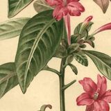 Antique botanical engraving from 1896. Descamps-Sabouret. Ruellia. Flower