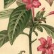 Antique botanical engraving from 1896. Descamps-Sabouret. Ruellia. Flower