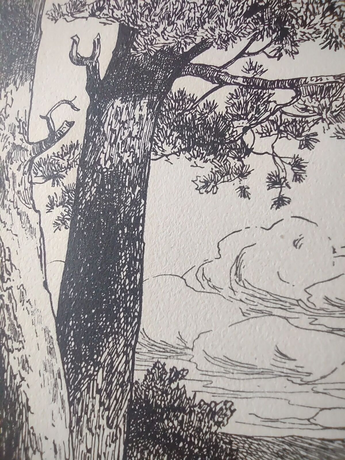 Antique print - Pine, sea and cliff - Lithograph from 1902