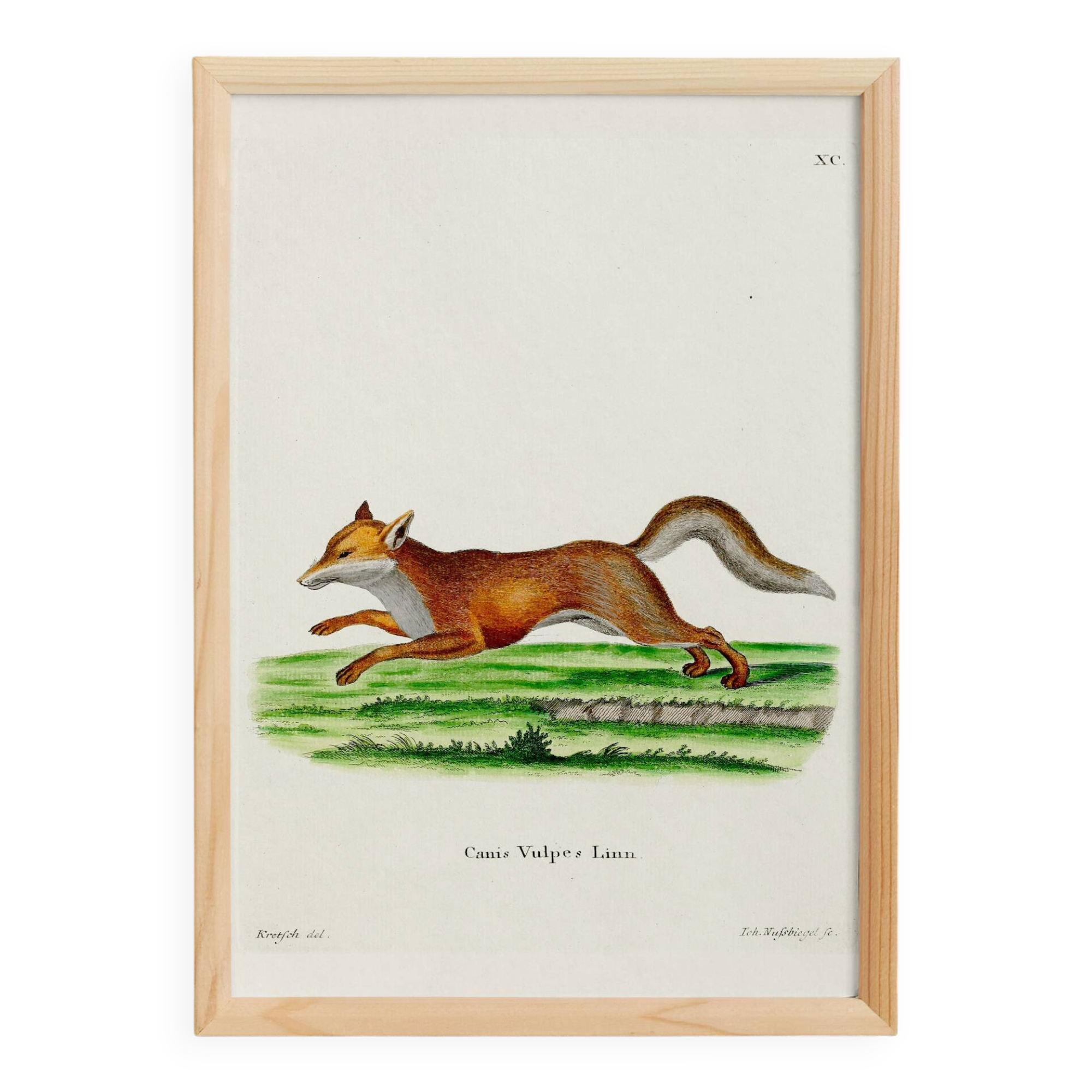 Poster about the Fox, based on an old engraving from 1774.