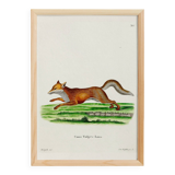 Poster about the Fox, based on an old engraving from 1774.
