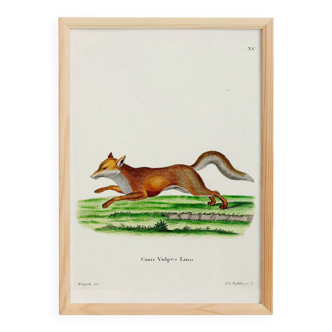 Poster about the Fox, based on an old engraving from 1774.