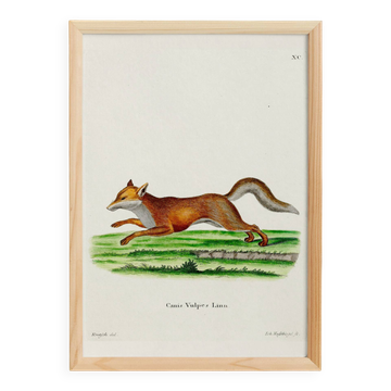 Affiche sur le Renard, d’après une gravure ancienne de 1774.