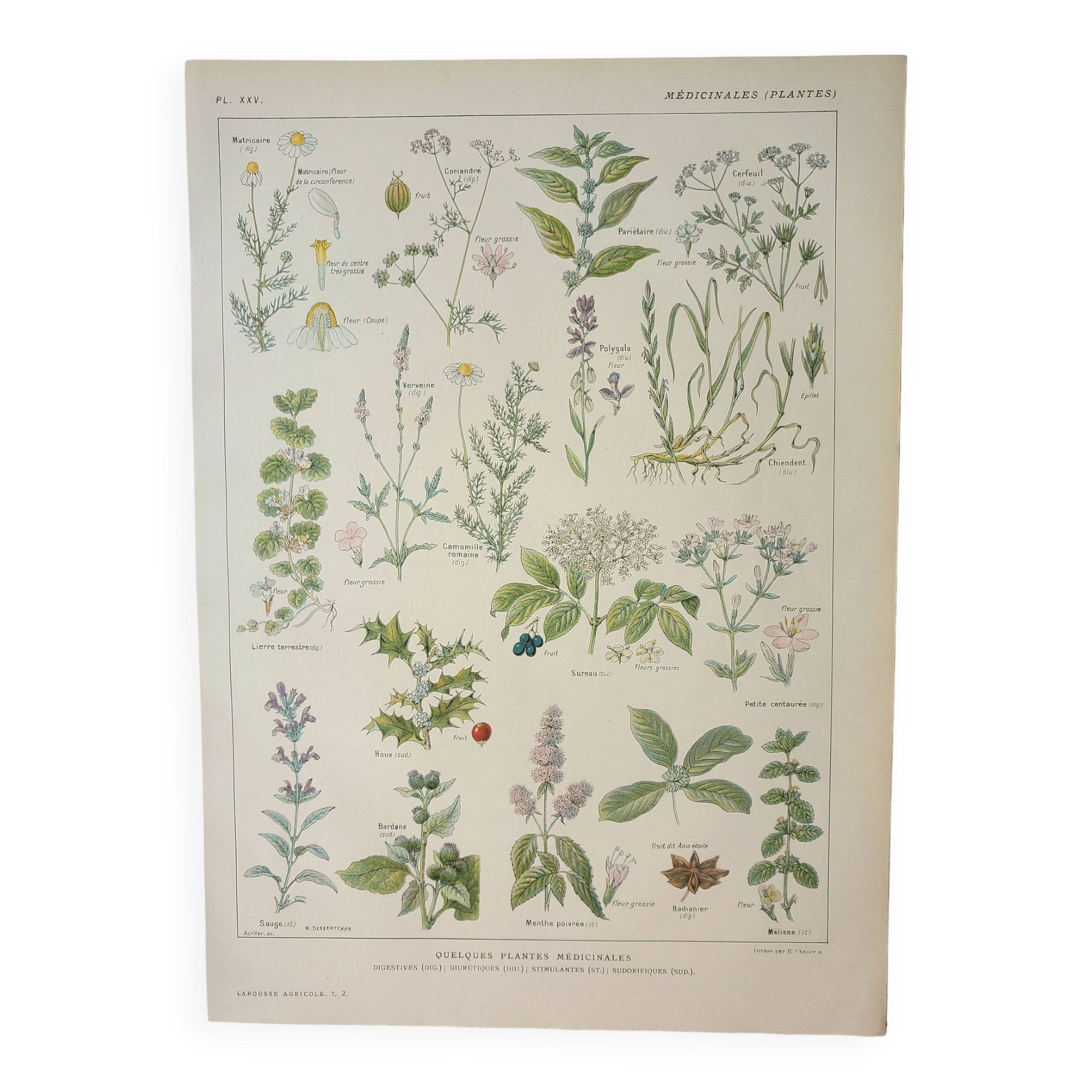 Old engraving 1922, Medicinal plants 2, flowers and plants, flora • Lithograph, Original plate