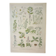 Old engraving 1922, Medicinal plants 2, flowers and plants, flora • Lithograph, Original plate