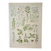 Gravure ancienne 1922, Plantes médicinales 2, fleurs et plantes, flore • Lithographie, Planche origi