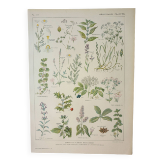 Gravure ancienne 1922, Plantes médicinales 2, fleurs et plantes, flore • Lithographie, Planche origi