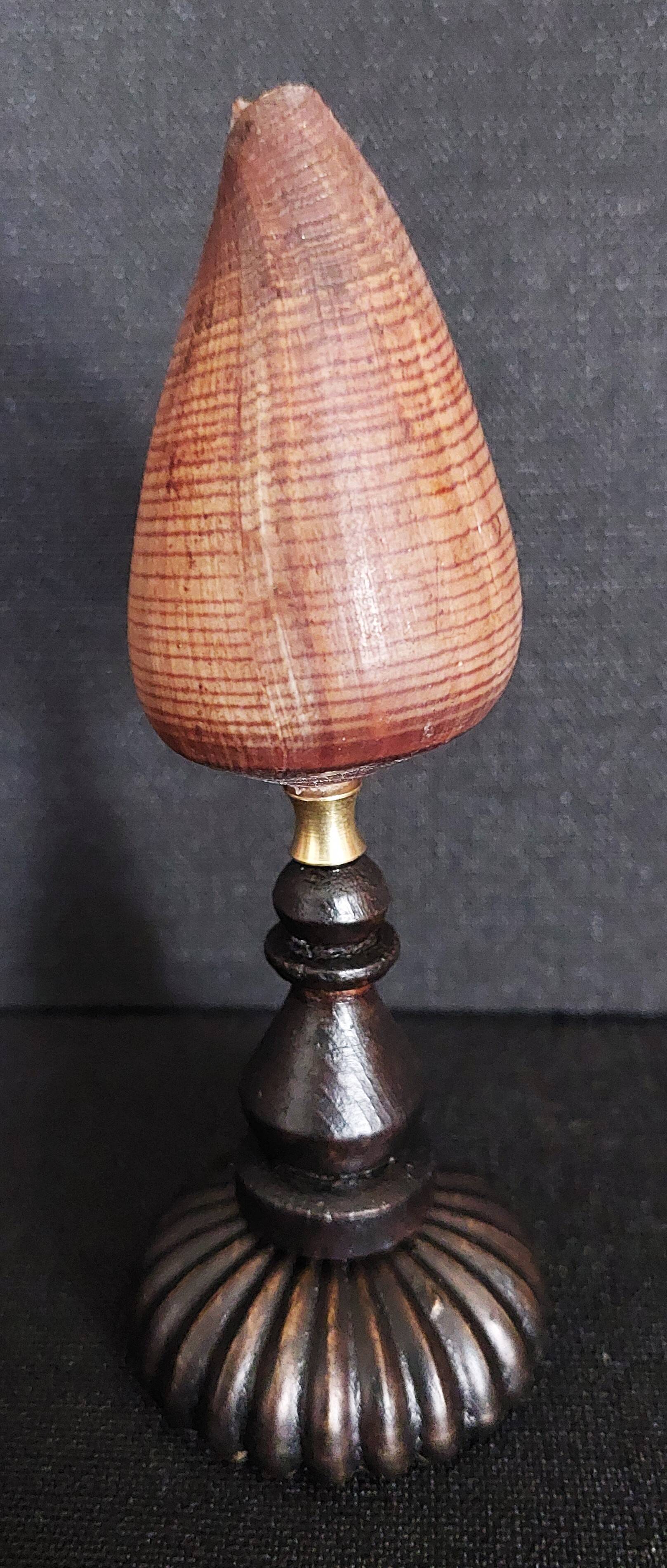 Cabinet de Curiosités coquillage conus figulinus sur socle
