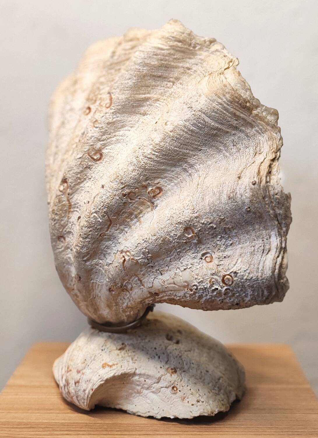 Clam shell lamp