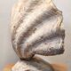 Clam shell lamp