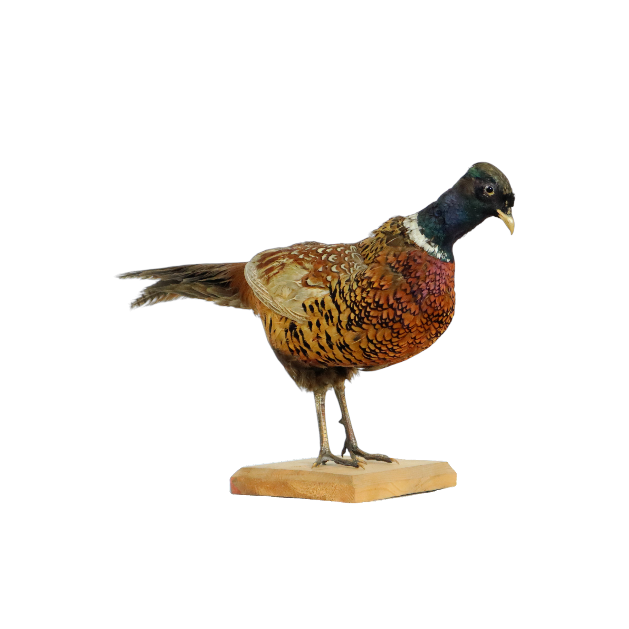 Mounted ringneck pheasant on wooden plank taxidermy