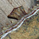 Ceramic wall seahorse