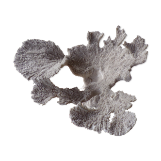 Ancient white coral