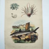 Old engraving from 1838 - Shark - Original hand-colored zoology and botany board.