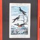 Planche ornithologique originale– Colibris - Buffon