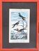 Planche ornithologique originale– Colibris - Buffon
