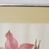 Framed reproduction pj dreaded "amaryllis"