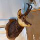Trophée de chasse - tête de chamois