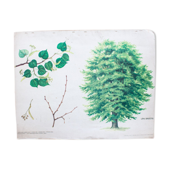 Vieille carte scolaire educative arbre Tilleul 1971